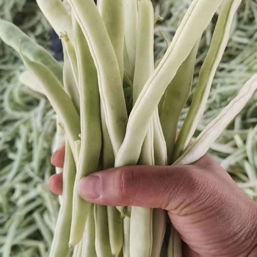 白不老，九粒白芸豆，芸豆