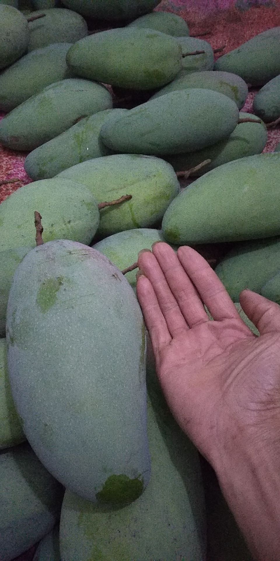 包邮金煌芒果广西北海产地直销，十多年老树果味香甜可口