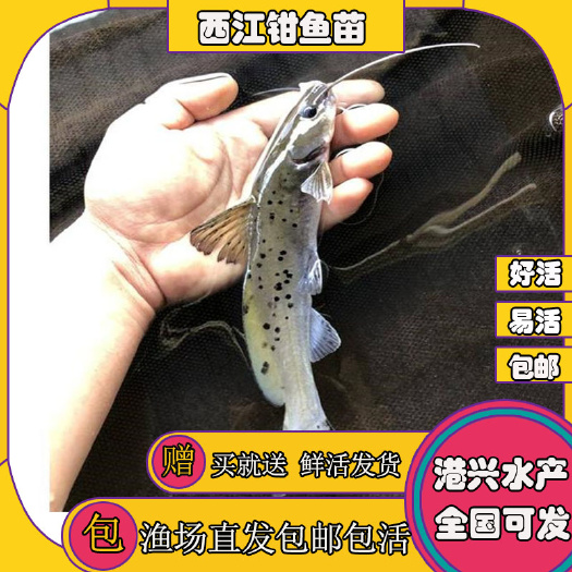 清远[新苗上市] 西江钳鱼苗  即刻发货  好养易活