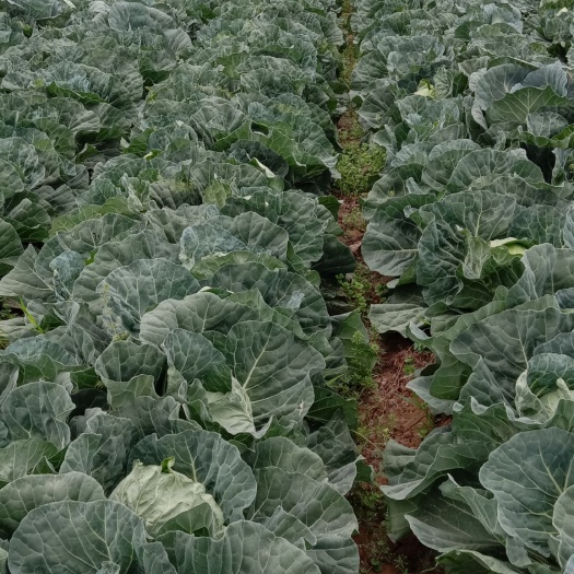 商丘 我种植10多亩优质包菜，急售，价格便宜