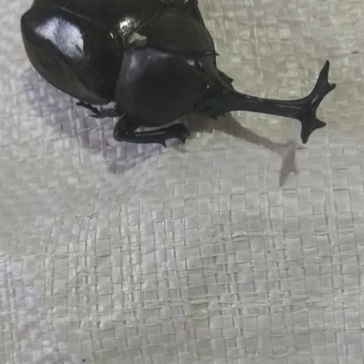 亳州 独角蜣螂虫，质量很好，货干全带角