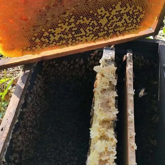 浦北县中华蜜蜂  中蜂 带箱 带蜂王
