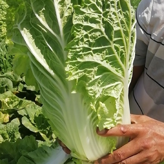 渭南青杂三号白菜