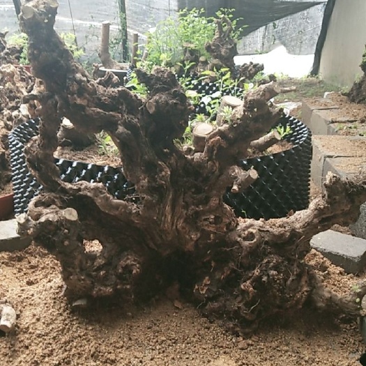 昌黎县黄荆桩 黄荆老桩盆景