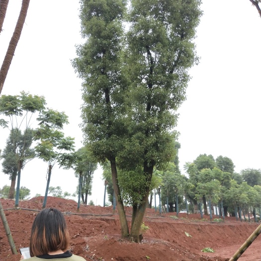 益阳 多头香樟多杆全冠香樟栾树桂花广玉兰朴树