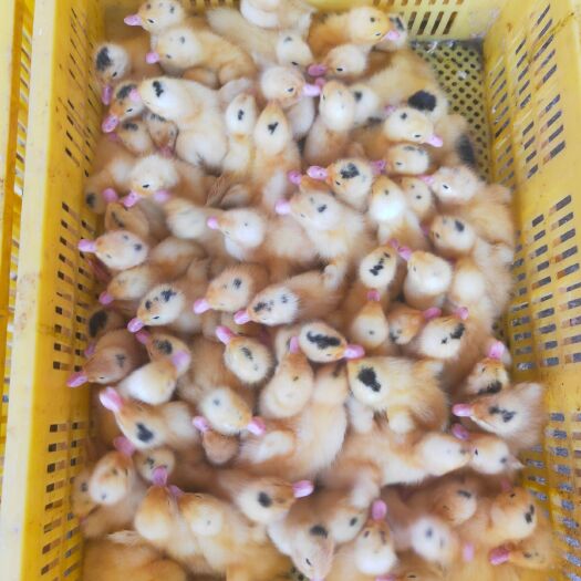 南宁西洋鸭苗