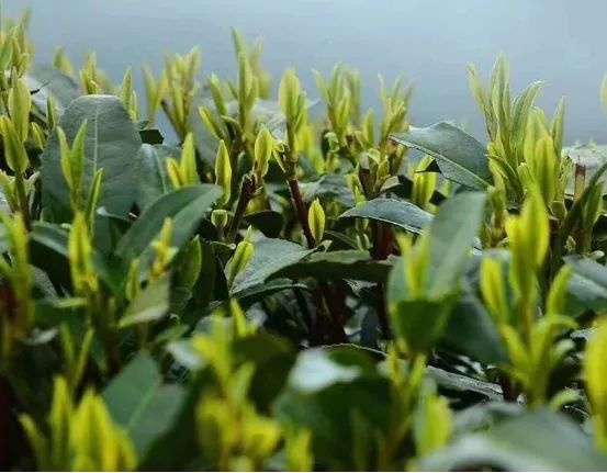 余庆县 明前翠芽，余庆茶干净茶，口口 醇香。叶叶精华！