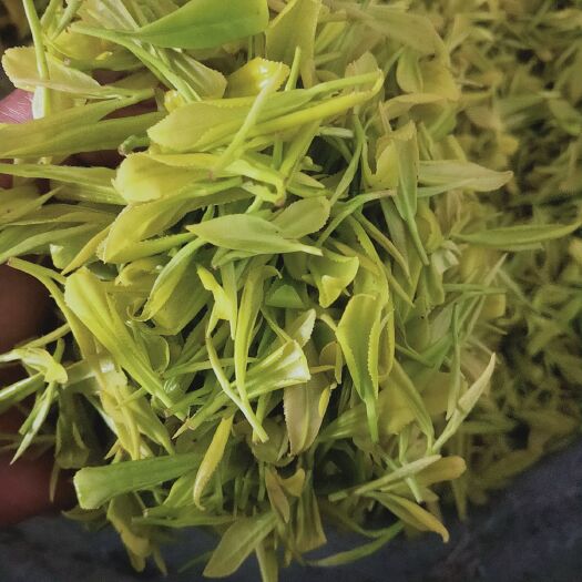 利川市黄茶  2021年雨前黄金茶自产自销让利消费者可订制不同单价等级茶叶