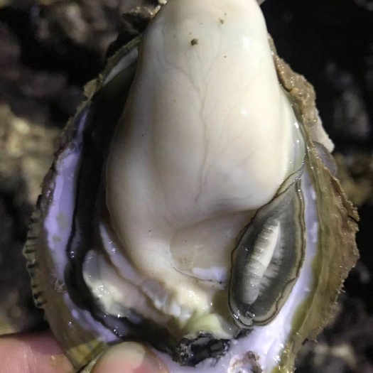 佛山 阳江生蚝批发大中小规格齐全