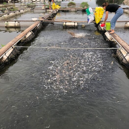  鲈鱼苗 优品种苗 苗场直供 鱼苗 苗
