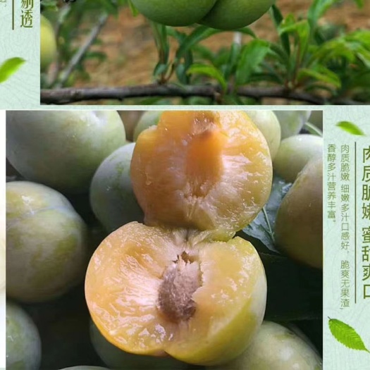 镇宁县镇宁县六马蜂糖李