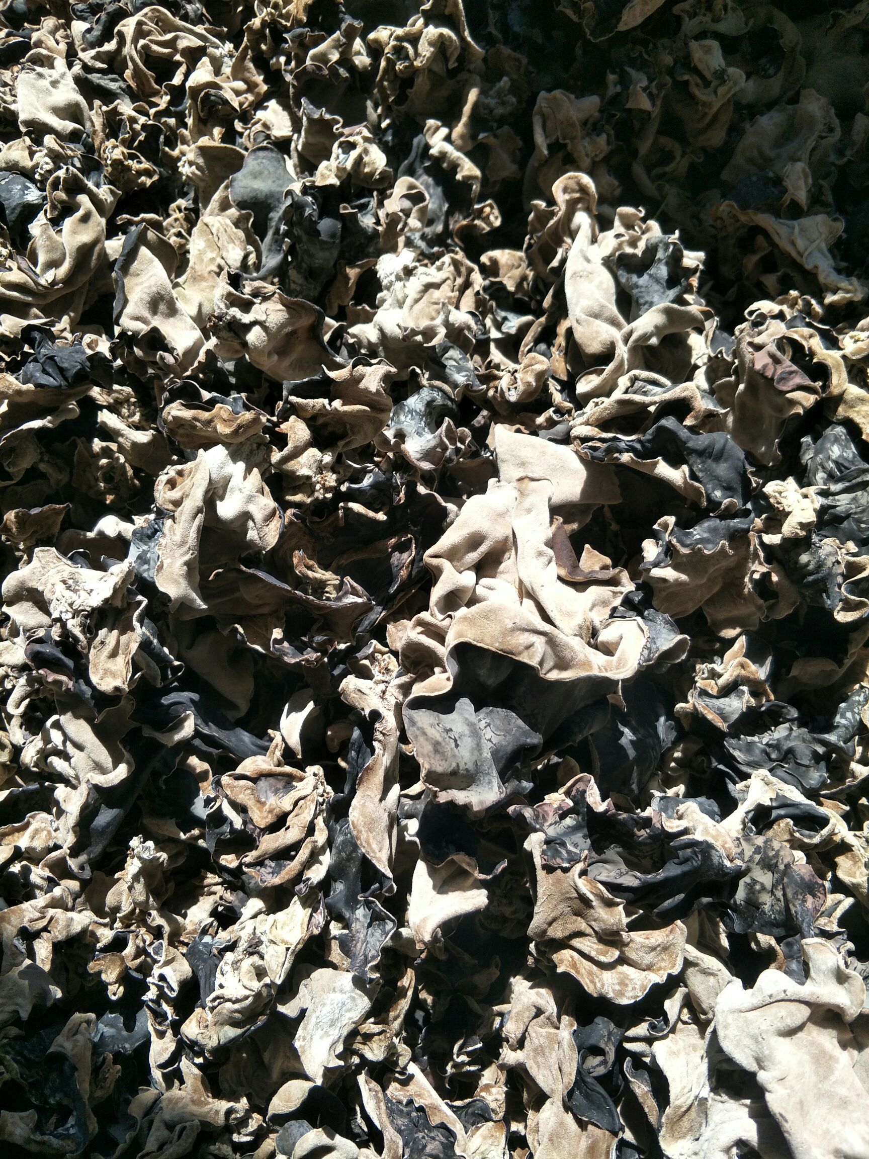 [木耳丝批发]木耳丝 干木耳 特级价格300元/箱 - 惠农网