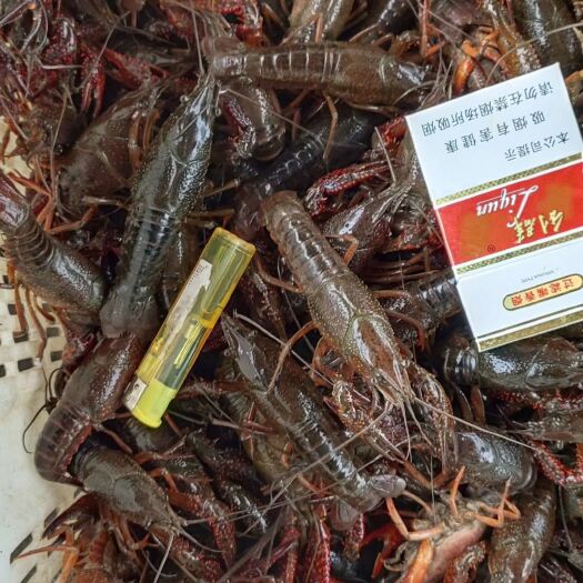 南县 清水虾小龙虾