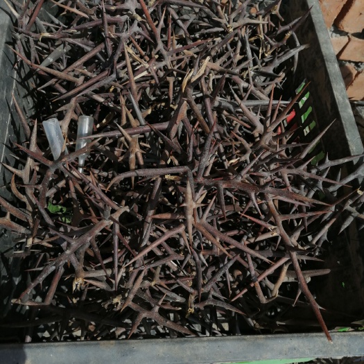 西安皂角刺