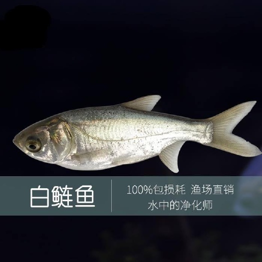 洪湖市花白鲢  白鲢鱼苗，鱼苗