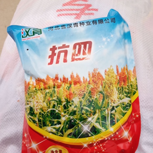 青县杂交高粱种子