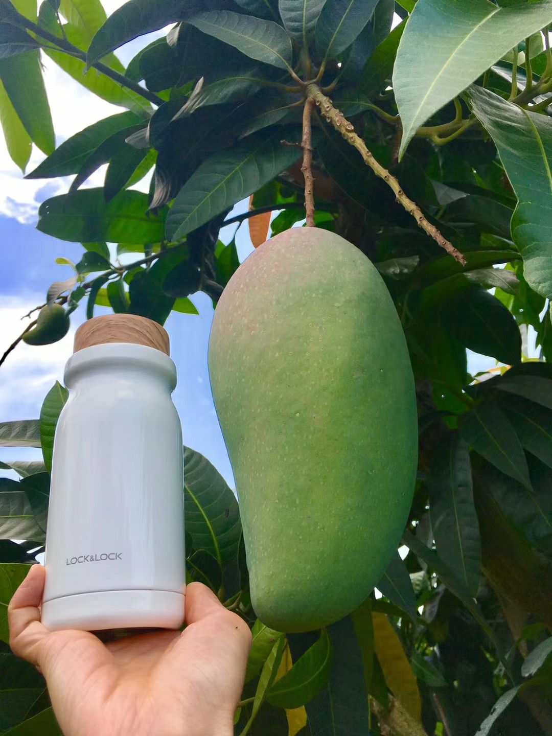 包邮金煌芒果广西北海产地直销，十多年老树果味香甜可口