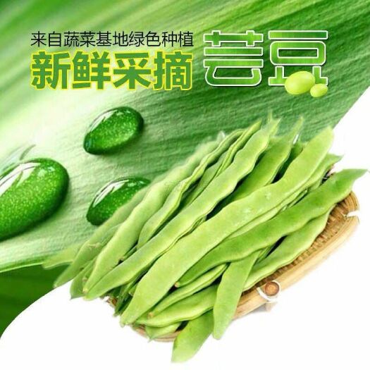 成武县油白豆角 40cm以下