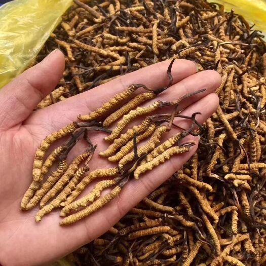 尼玛县 虫草，一手货源，没有中间商差价，比市场低几倍