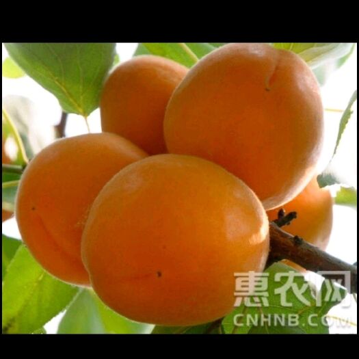 万荣县优选  金太阳杏，青杏，黄杏新鲜上市，产地批发