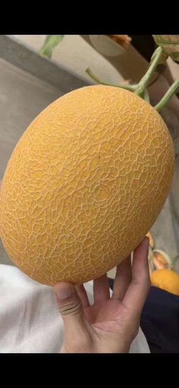金凤凰哈密瓜 3斤以上