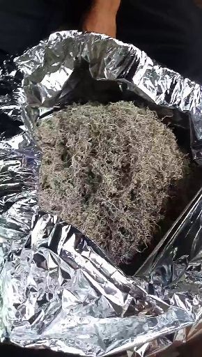 湘西高山雪茶