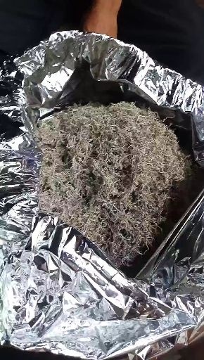 凤凰县湘西高山雪茶