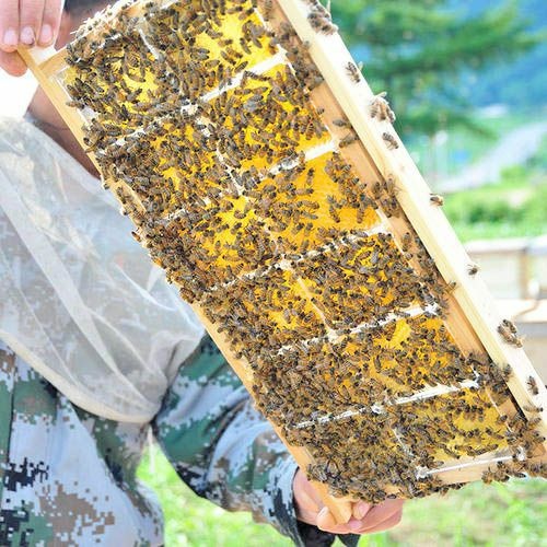 合肥蜂巢蜜 巢蜜