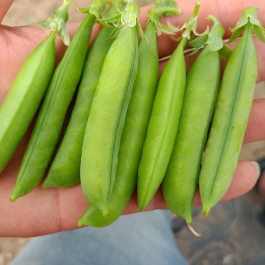昌邑市豌豆荚  豌豆，中豌6，新西兰，加工厂货