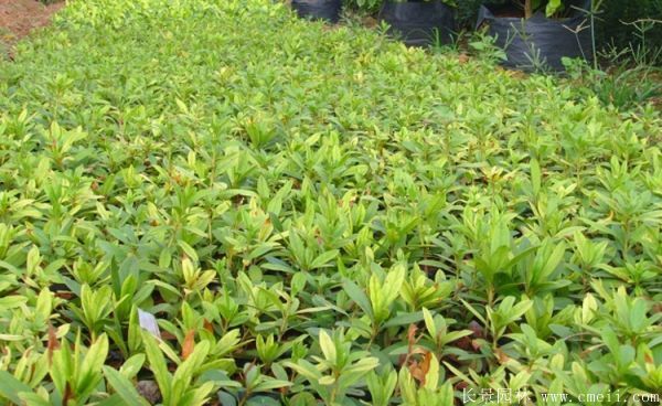 南昌春鹃 0.5~1米