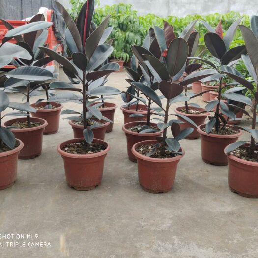 贵港橡皮树盆栽 各种大小绿植盆栽