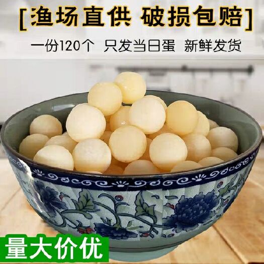 南京 120个 一份，头窝甲鱼蛋，食用包邮新鲜中华甲蛋水团鱼王八