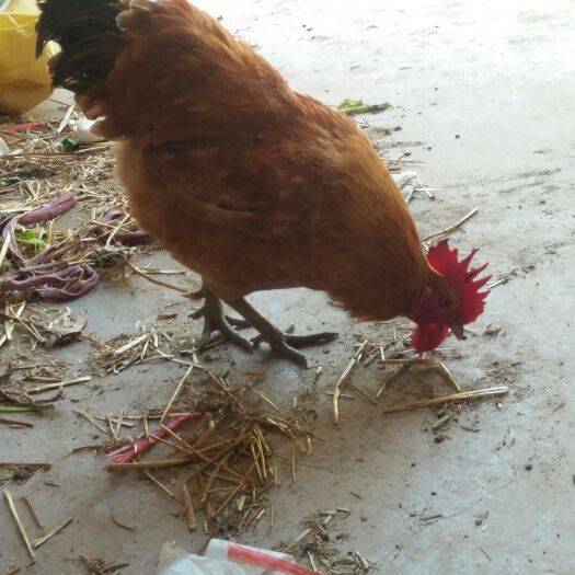 泗县 农家散养草公鸡 肉质好 口感佳