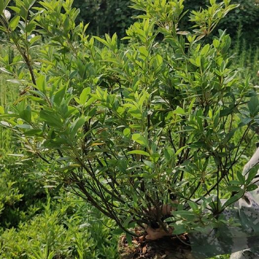 郴州 杜鹃毛球