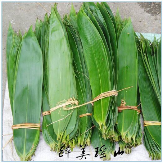 凯里市粽叶 新鲜粽子叶批发