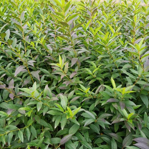 金钟连翘苗  连翘杯苗批发 50公分起步 优质低价基地直销