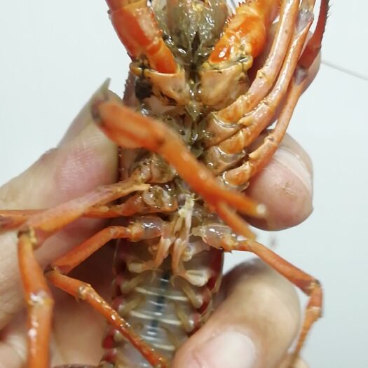 潜江市 正宗湖北潜江小龙虾，潜江原产地发货，肉质饱满，底板干净，泡沫