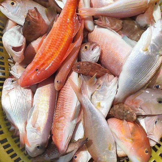 海口海南带鱼 手钓杂鱼