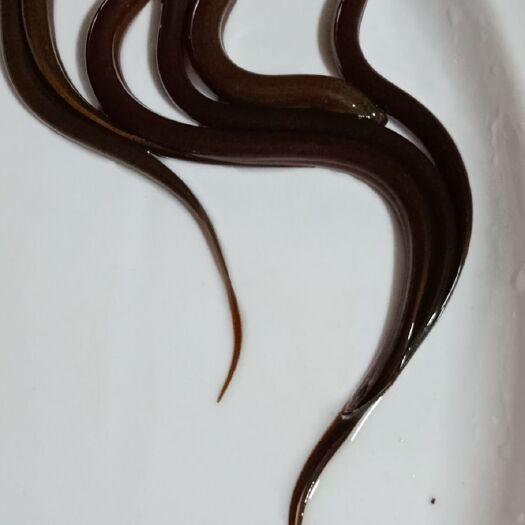 南宁黄鳝苗 批发人工训料后黄鳝鱼苗，本地黄鳝鱼苗。快大型通威3号黄鳝鱼苗