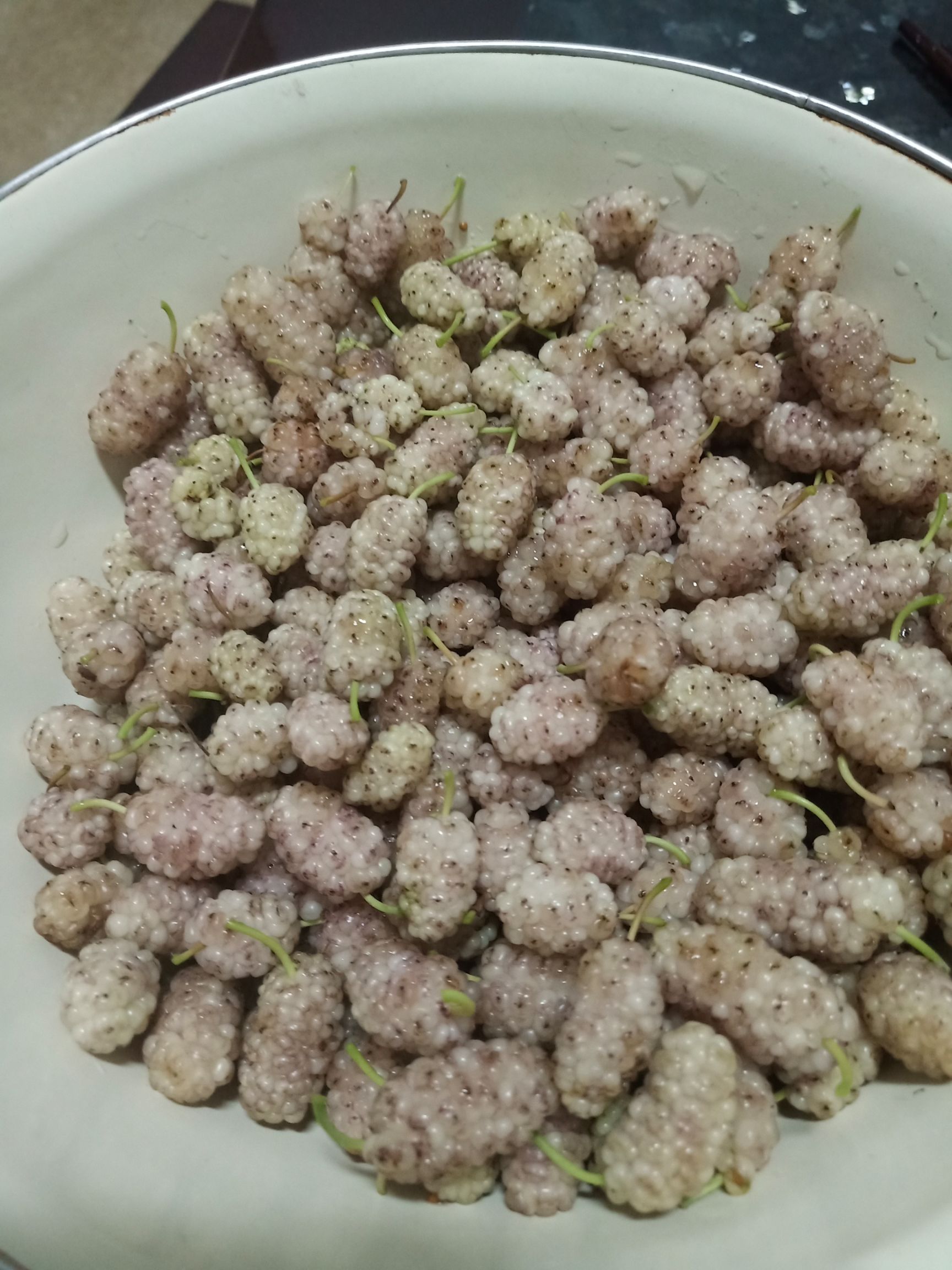 大白珍珠桑苗  白珍珠果桑苗 嫁接苗