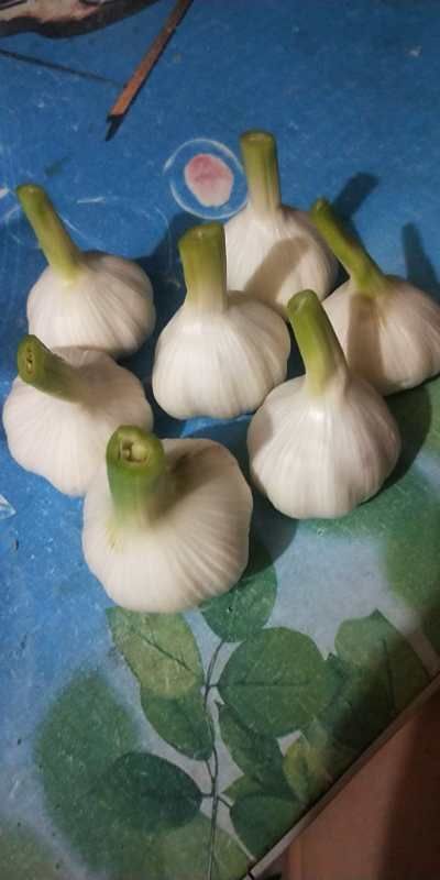 周口 自家种的大蒜，有八亩地，有需要的老板可以谈谈，价格再议