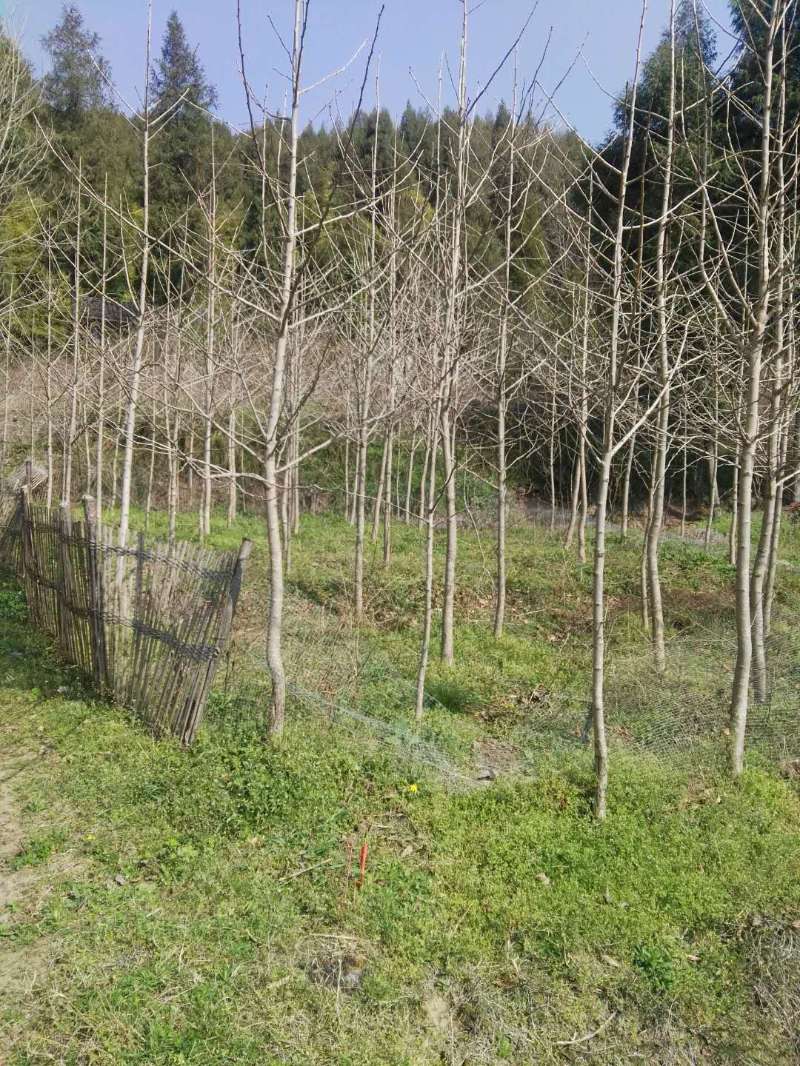 古银杏树
