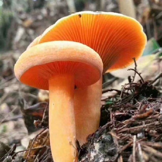 恩施市鸡枞菌 鲜鸡枞菌
