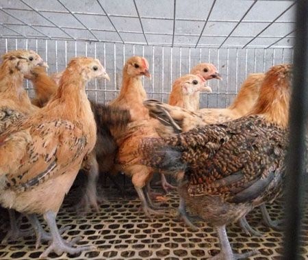 曹县土鸡苗 肉质细嫩  体格大
