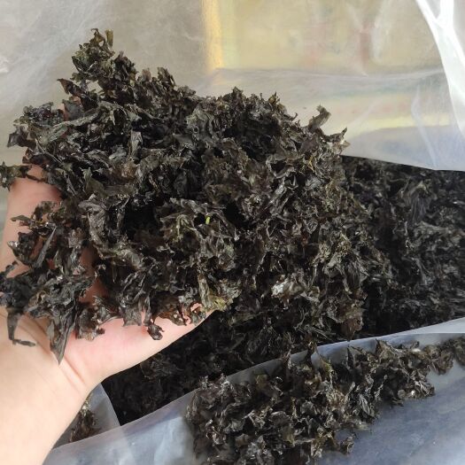 福鼎市 去年年底紫菜碎片