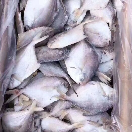 滨州 银鲳鱼单冻银鲳鱼各种规格