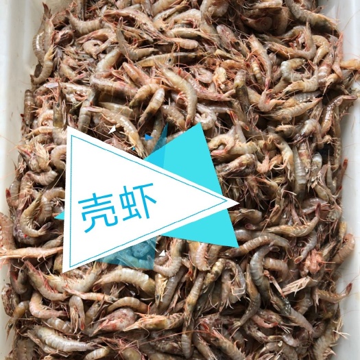 漳浦县黑壳虾 壳虾，厦门岛内配送，下单一斤送货盒装八两。