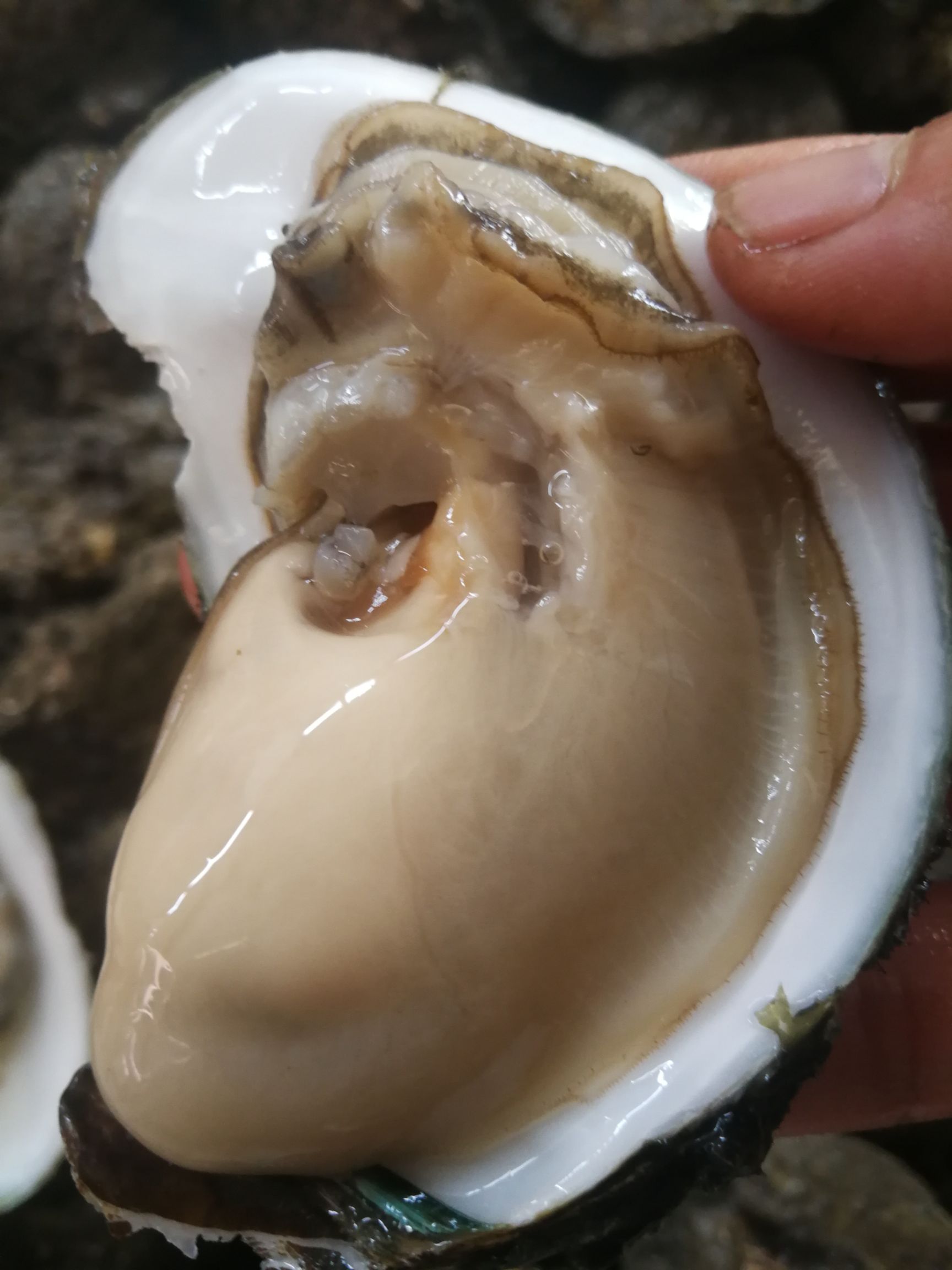  台山蚝批发小蚝4-6个一斤