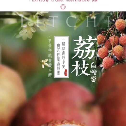 高州市 高州白糖罂荔枝，产地直供，果园现摘