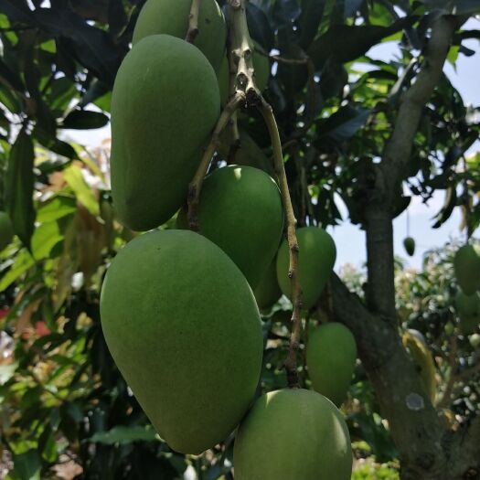 百色 大量供广西百色芒果